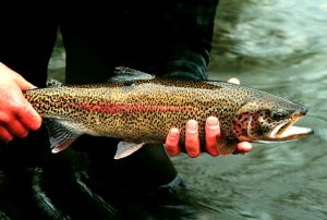 rainbow trout